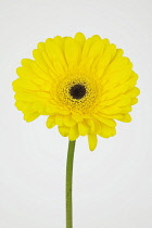 Studio shot of single yellow coloured Gerbera flower. Flowers Plants