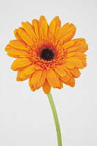 Studio shot of single orange coloured Gerbera flower. Flowers Plants