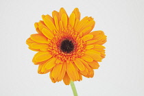 Studio shot of single orange coloured Gerbera flower. Flowers Plants