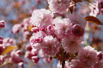 Pink Cherry Blossom flowers growing outdoor on the tree, Sussex, England.