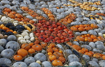 Display of Pumpkins for sale in Sussex, England.