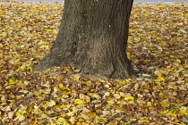 England, West Sussex, Chichester, Trees with yellow leaves in autumn.