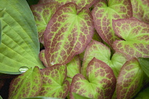 Water droplet on Hosta leaves. Garden Plants