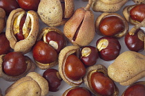 Studio shot of Horse chestnut conkers with their husks. Horse-chestnut Trees Plants