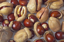 Studio shot of Horse chestnut conkers with their husks. Horse-chestnut Trees Plants