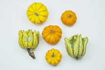 Studio shot of various pumpkins. Food Plants