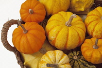 Studio shot of various pumpkins. Food Plants