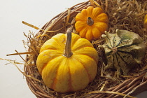 Studio shot of various pumpkins. Food Plants