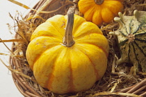 Studio shot of various pumpkins. Food Plants