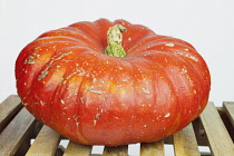 Studio shot of various pumpkins. Food Plants