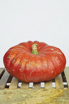 Studio shot of various pumpkins. Food Plants