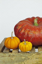 Studio shot of various pumpkins. Food Plants