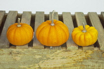 Studio shot of various pumpkins. Food Plants