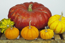 Studio shot of various pumpkins. Food Plants