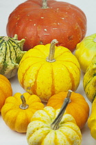 Studio shot of various pumpkins. Food Plants