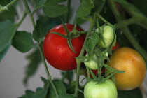 Studio shot of Tomatoes growing on the plant covered in water droplets. Fruit Plants