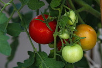 Studio shot of Tomatoes growing on the plant covered in water droplets. Fruit Plants