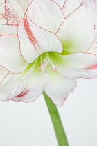 Studio shot of white lily flower with red fringed petals. Flowers Plants