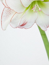 Studio shot of white lily flower with red fringed petals. Flowers Plants