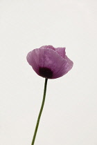 Studio shot of pink poppy with water droplets. Flowers Plants