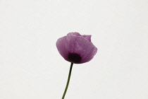 Studio shot of pink poppy with water droplets. Flowers Plants