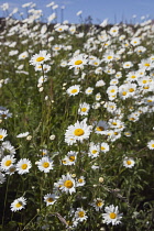 Field of white and yellow daisy flowers growing wild in Sussex, England. Daisies Plants