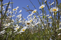 Field of white and yellow daisy flowers growing wild in Sussex, England. Daisies Plants