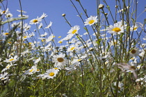 Field of white and yellow daisy flowers growing wild in Sussex, England. Daisies Plants