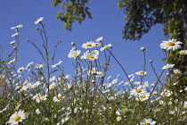 Field of white and yellow daisy flowers growing wild in Sussex, England. Daisies Plants