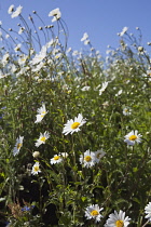 Field of white and yellow daisy flowers growing wild in Sussex, England. Daisies Plants