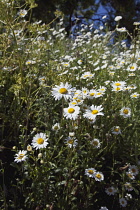 Field of white and yellow daisy flowers growing wild in Sussex, England. Daisies Plants