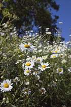 Field of white and yellow daisy flowers growing wild in Sussex, England. Daisies Plants