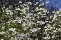 Field of white and yellow daisy flowers growing wild in Sussex, England. Daisies Plants