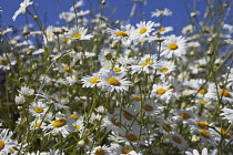 Field of white and yellow daisy flowers growing wild in Sussex, England. Daisies Plants