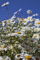 Field of white and yellow daisy flowers growing wild in Sussex, England. Daisies Plants