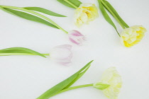 Studio shot of tulip flowers. Plants