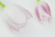 Studio shot of tulip flowers. Plants