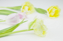 Studio shot of tulip flowers. Plants