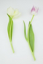 Studio shot of tulip flowers. Plants