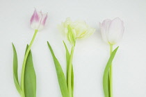 Studio shot of tulip flowers. Plants