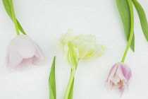 Studio shot of tulip flowers. Plants