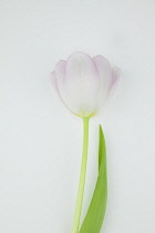 Studio shot of tulip flower. Flowers Plants