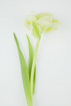 Studio shot of tulip flower. Flowers Plants
