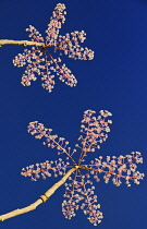 Ireland, County Fermanagh, Florence Court, Garden flower in autumn. Florencecourt