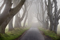 Ireland, County Antrim, Armoy, Early morning mist amidst The Dark Hedges, an avenue of beech trees dating from 1775 that have been used as a location in the HBO award winning Game of Thrones televisio...