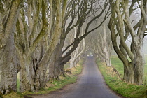 Ireland, County Antrim, Armoy, Early morning mist amidst The Dark Hedges, an avenue of beech trees dating from 1775 that have been used as a location in the HBO award winning Game of Thrones televisio...