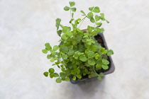 Plants, Flora, Trifolium dubium, Shamrock growing in small plastic container.