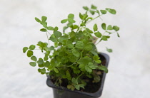 Plants, Flora, Trifolium dubium, Shamrock growing in small plastic container.