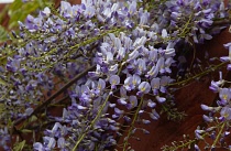 Plants, Flowers, Wisteria, Wisteria sinensis growing outdoor in garden. Flora