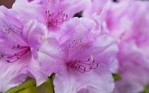 Plants, Flowers, Rhododendron, Rhododendron russatum growing outdoor in garden. Flora